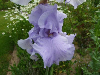 2020_0308JunianfangIrisRosen0213.JPG