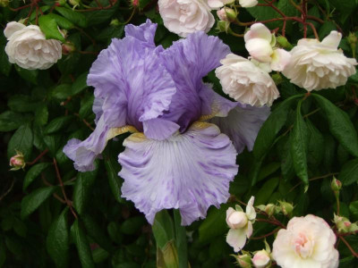 2020_0308JunianfangIrisRosen0182.JPG