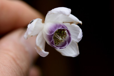 St_Anemonopsismacrophylla200807.jpg
