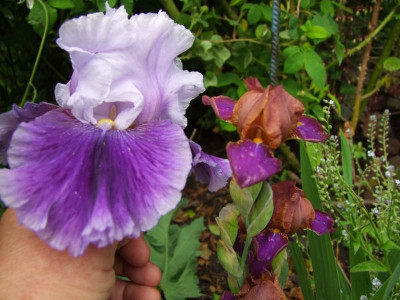 2020_0308JunianfangIrisRosen0089.JPG