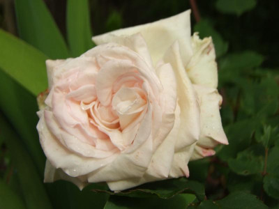 2020_0308JunianfangIrisRosen0059.JPG