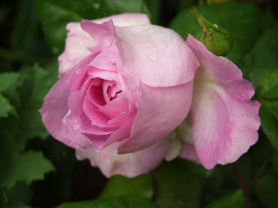 2020_0308JunianfangIrisRosen0006.JPG