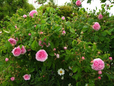 2020_0308JunianfangIrisRosen0160.JPG