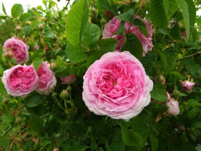 2020_0308JunianfangIrisRosen0162.JPG