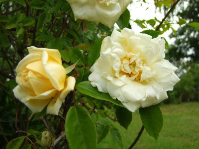2020_0308JunianfangIrisRosen0193.JPG