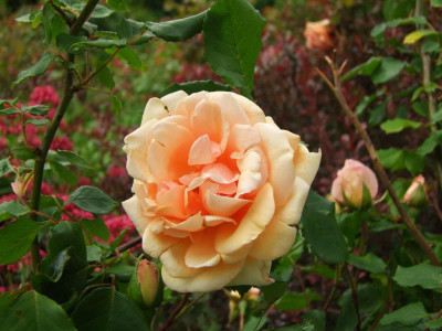 2020_0308JunianfangIrisRosen0205.JPG