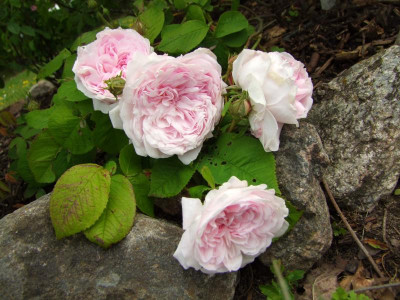 2020_0308JunianfangIrisRosen0209.JPG