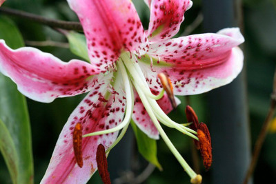 Li_Wl_speciosum210807.jpg