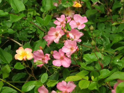 2020_0308JunianfangIrisRosen0223.JPG