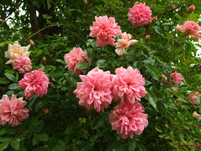 2020_0308JunianfangIrisRosen0120.JPG