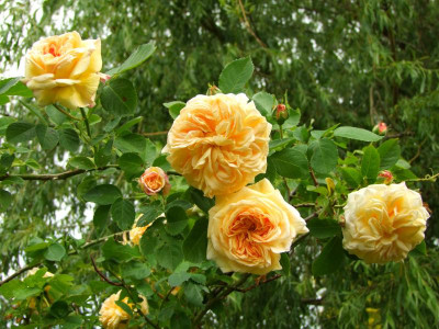 2020_0308JunianfangIrisRosen0095.JPG