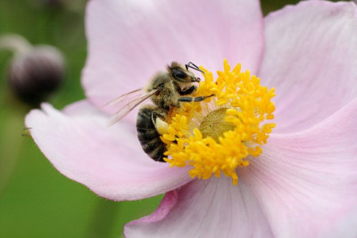 St_Anemone1210807.jpg