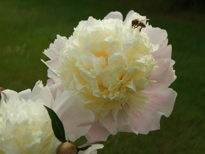 2020_0308JunianfangIrisRosen0156.JPG