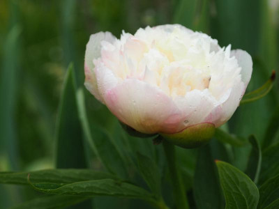 Paeonia officinalis Alba Plena P4300167.JPG