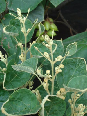 Paulownia_Herbst_Medium.JPG