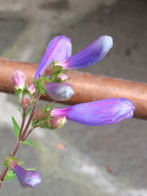 2020-06-07 Penstemon Cathrine de la Mare.jpg