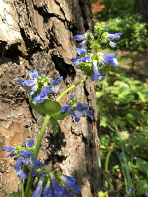 IMG_2982 2.jpeg