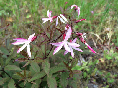 2020-06-07 Gill. trifoliata Pink Profusion.jpg