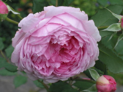 ATitchmarsh__im_Juli__07.jpg