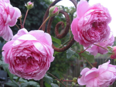 A_Titchmarsh_Stab__Sommer_07.jpg