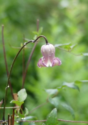 2020-06-07 Clematis crispa 'Niccy'.jpg