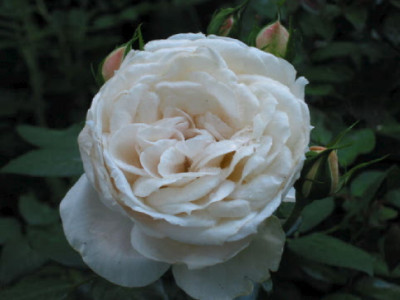 Lions_Rose_Aug_07.jpg