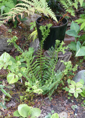 2020-06-07 Polystichum setiferum 'Grandiceps Group'.jpg