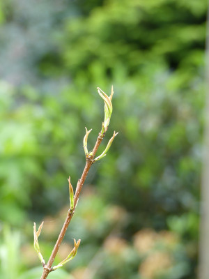 2020-06-07 Acer pentaphylum.jpg