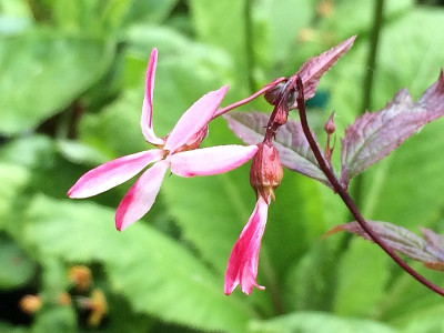 2020-06-07 Gillenia trifol.Pink Profusion.jpg