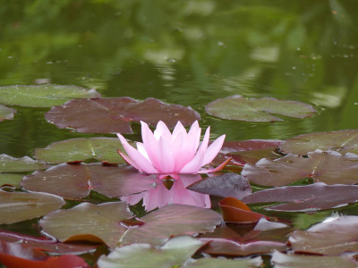 2020-06-07 Seerose.jpg