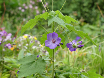 2020-06-07 Abutilon suntense 1.jpg