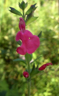 Salvia22.jpg