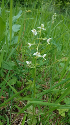 Weiße Waldhyazinthe.JPG