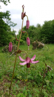 Lilium martagon.JPG