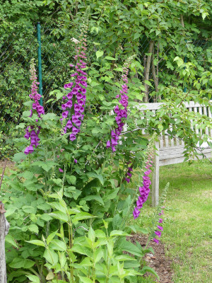 2020-06-08 Digitalis purpurea 1.jpg