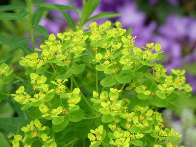 2020-06-08 Euphorbia palustris 'Walenburg's Glory' 2.jpg