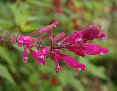Salbei_involucrata_Bethellii_N_13688_95.jpg