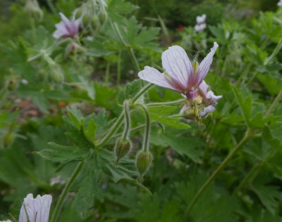 Geranium cristatum 200607.jpg