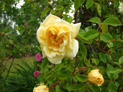 2020_0309JuniAnfangIrisRosen0162.JPG