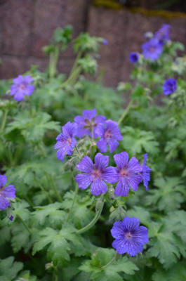 Geranium-SabaniBlue.20-1.jpg