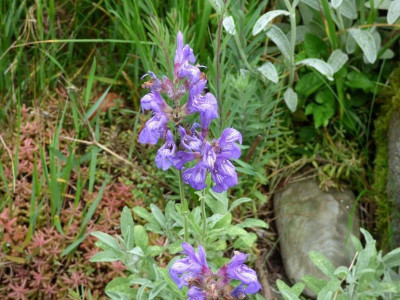 Salvia Zwergform.jpg