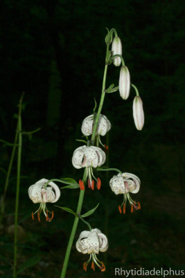 Lilium_martagon_6440_800_sRGB.jpg