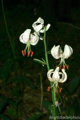 Lilium_martagon_6437_800_sRGB.jpg
