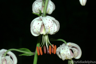 Lilium_martagon_6441_800_sRGB.jpg