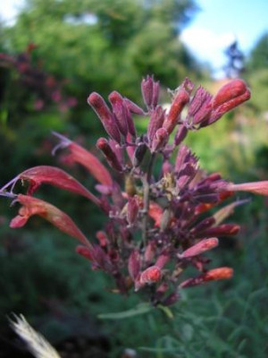 Agastache_aurantiaca.JPG