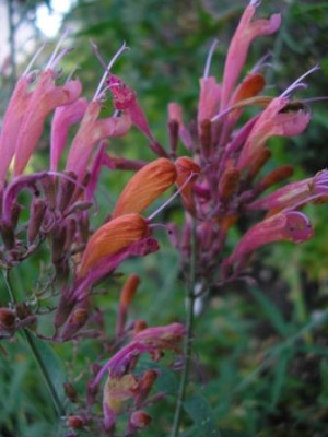Agastache_Pink_Sunrise.JPG