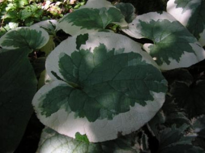 Brunnera.JPG