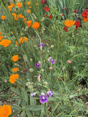 Salvia_candelabrum_090620.jpg