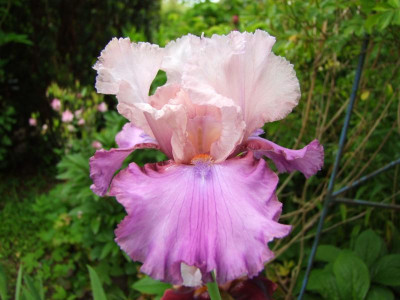 2020_0310JuniAnfangIrisRosen0001.JPG