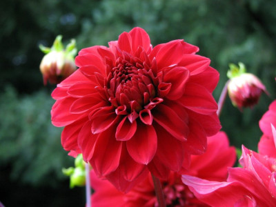 DAHLIA.jpg